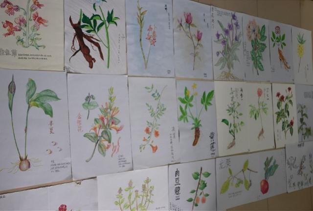 四大南药、十大广药有哪些？省实附中学生学习闻香识中药