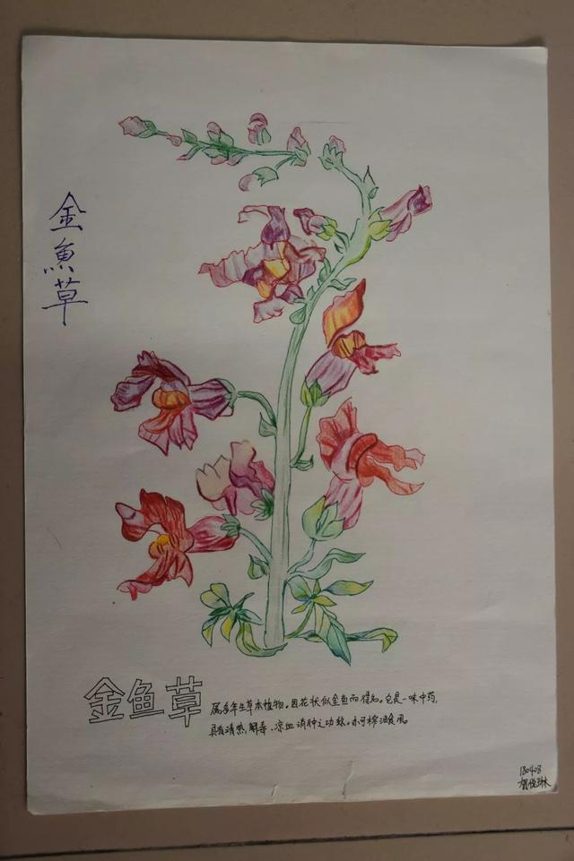 天河丨​省实附中：弘扬传统医学，国医节活动精彩多多！